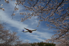 SAKURA