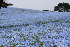 青の群生