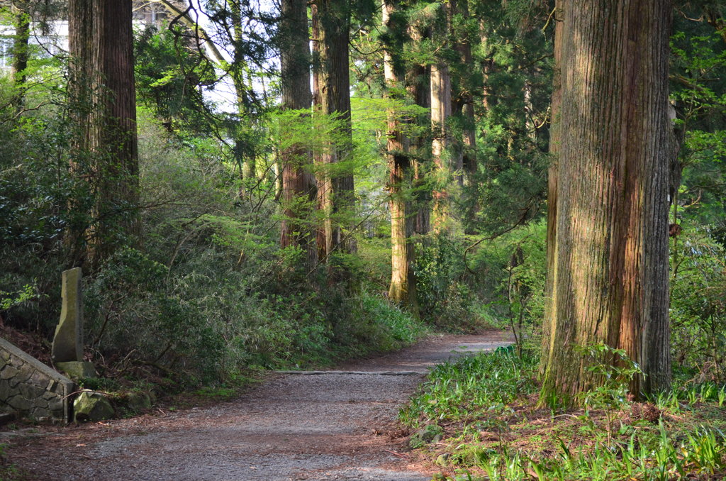 箱根旧街道