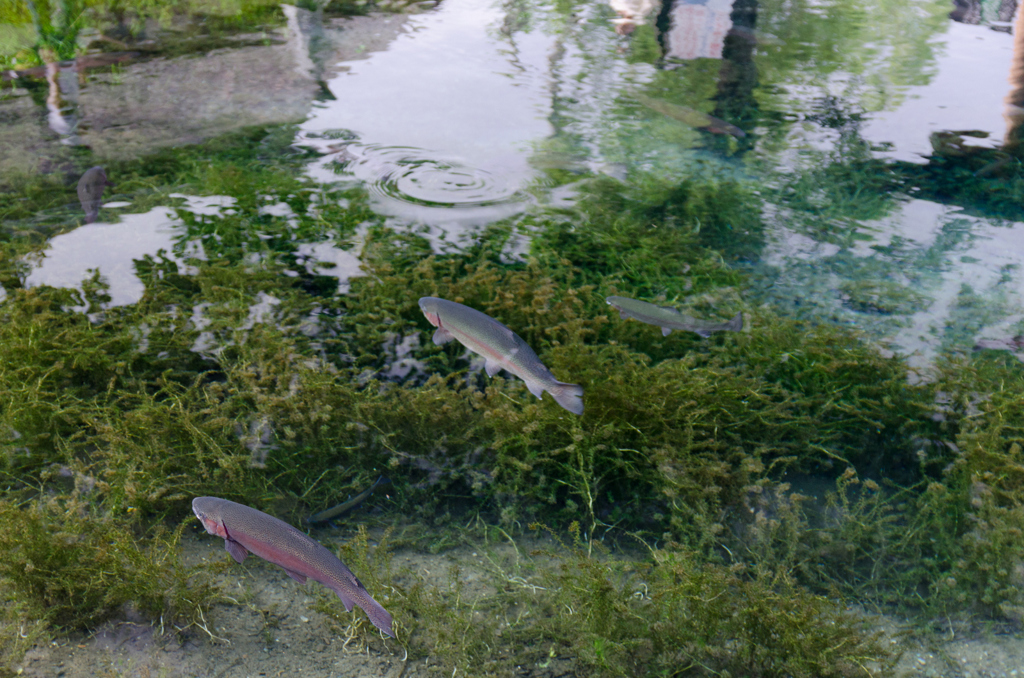 空とぶ魚