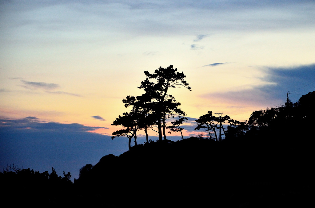 Trees nearby the sea