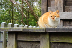 朝猫
