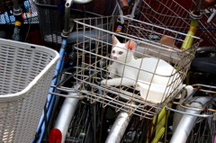籠入り猫
