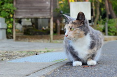 新入り３