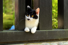 ひょっこり