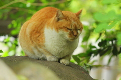 朝猫３