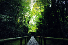 大徳寺　高桐院