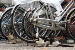 白仔猫、登る