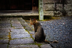 猫、大徳寺にて