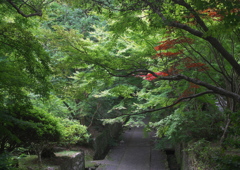 参拝の道
