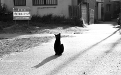 黒猫と影絵