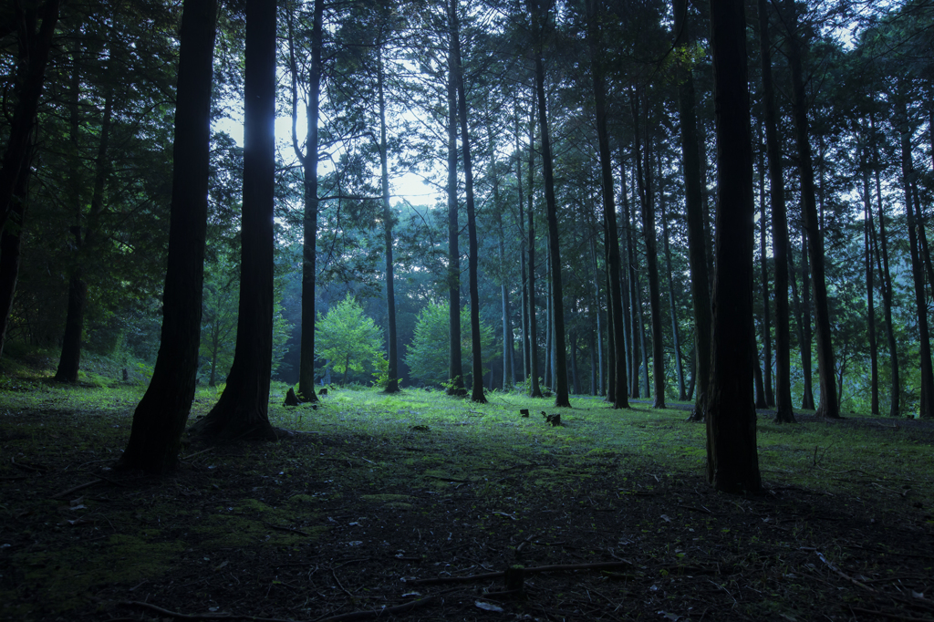 "Morning of the summer forest"