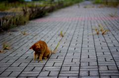 【ねこ】