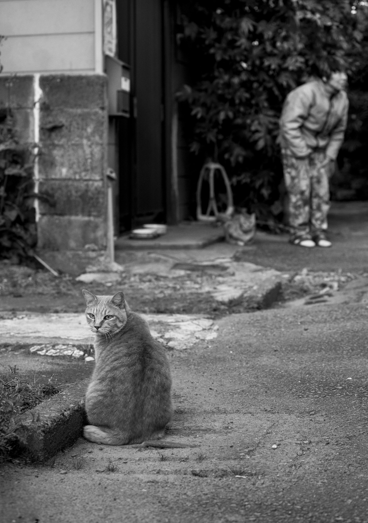 見返りねこ