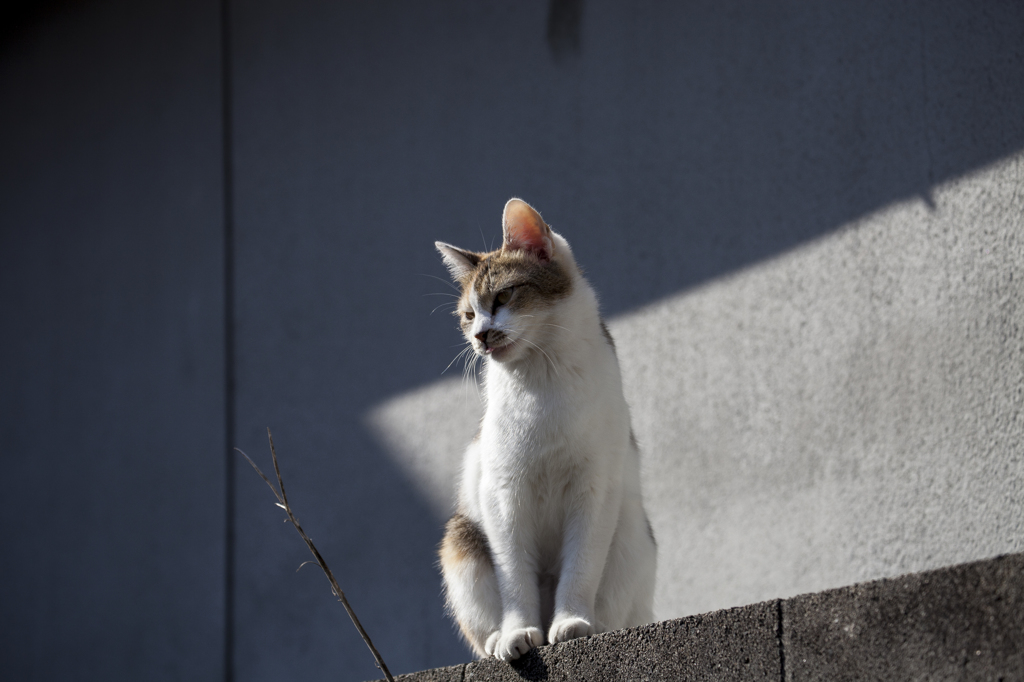 猫はただ凛と