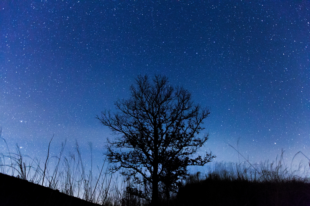 The starlight night