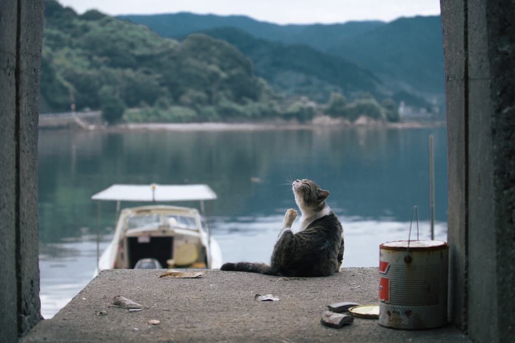 "猫が住む漁村"