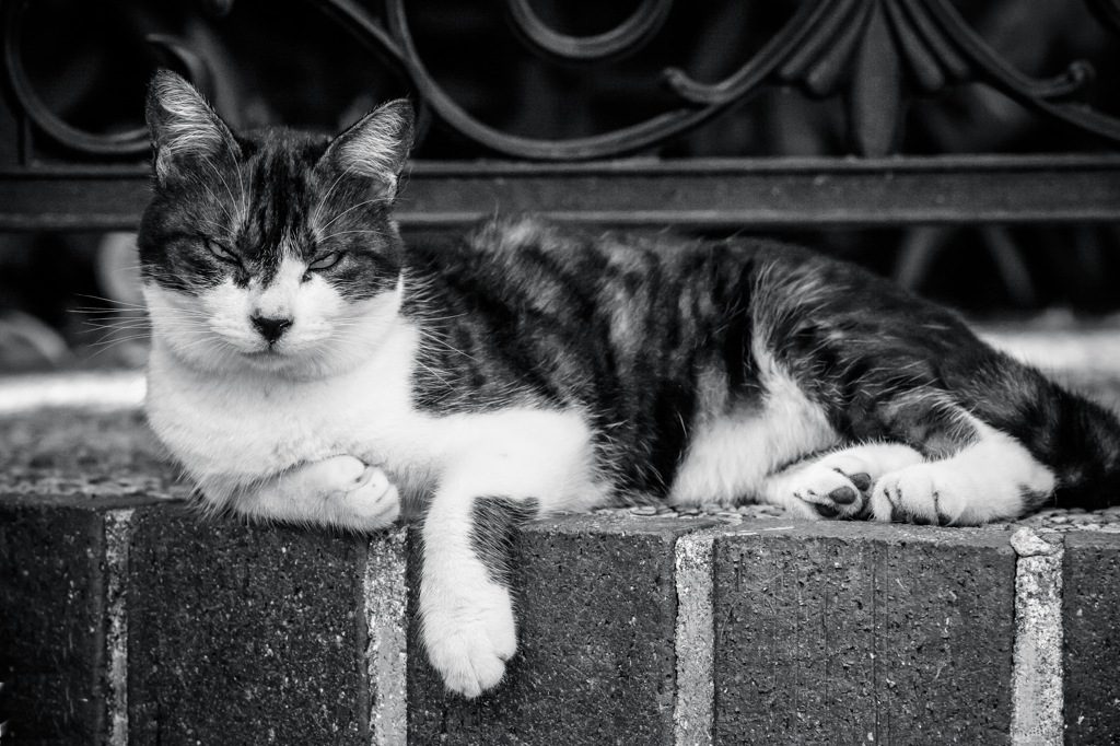 "Tyrant cat"