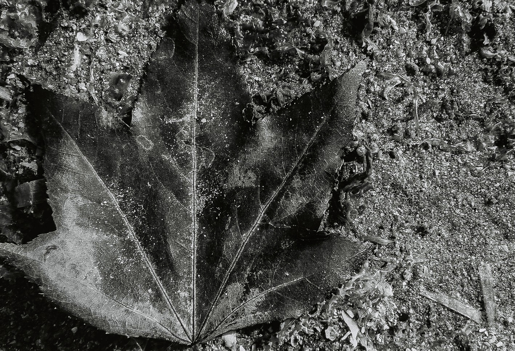fallen leaves