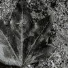 fallen leaves