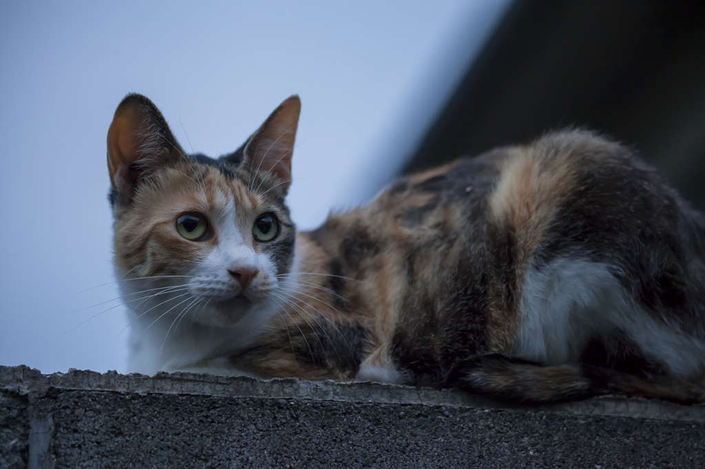 "塀の三毛猫"