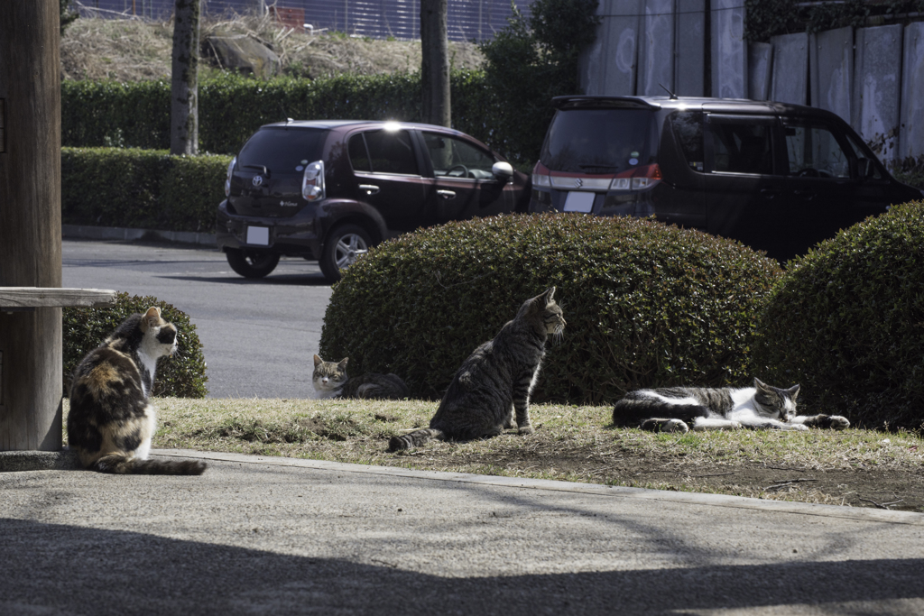 春の陽気と猫