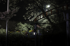 桜をもとめて