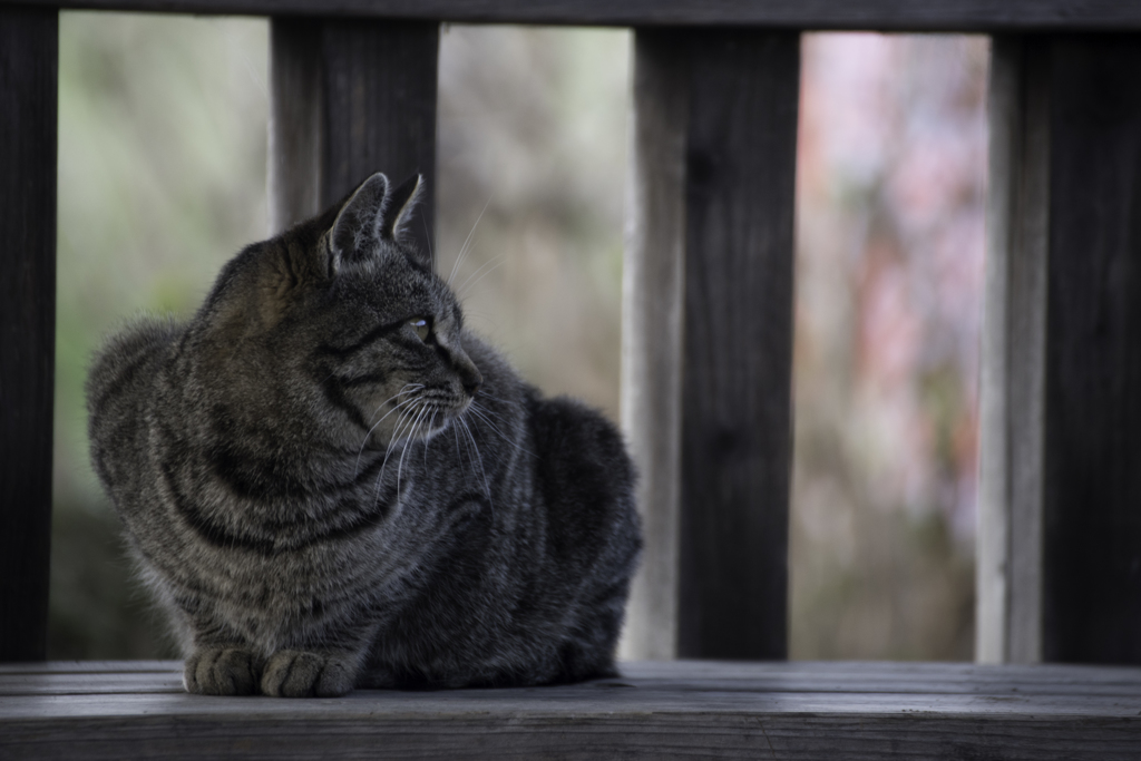 春の陽気と猫