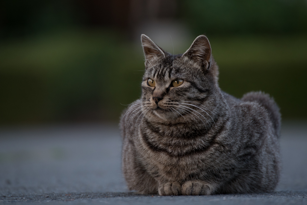 公園と猫