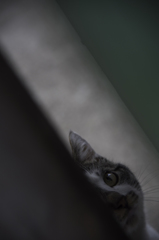 桜とアクセラと猫