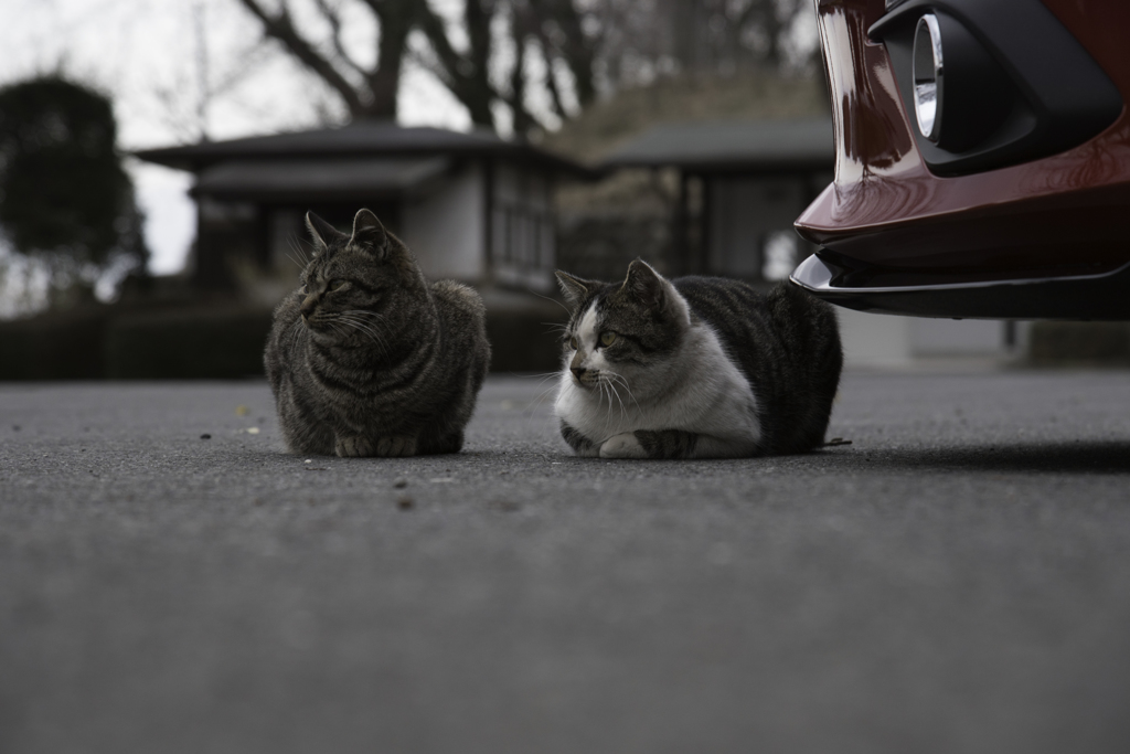 桜とアクセラと猫
