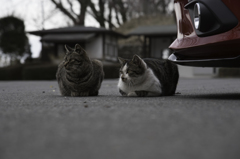桜とアクセラと猫