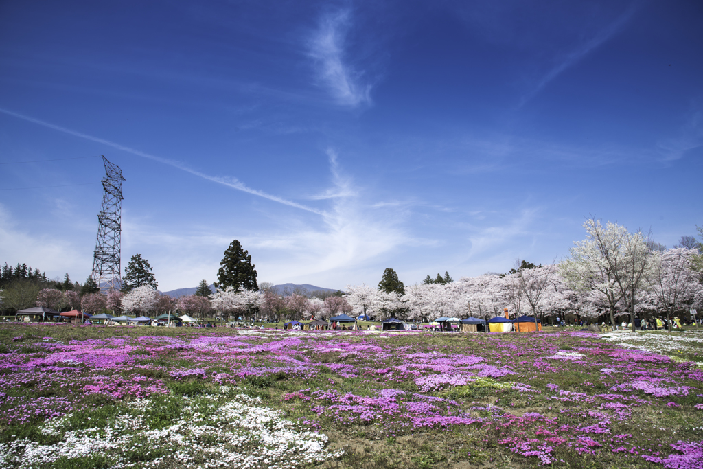 赤城南面千本桜