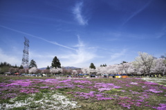 赤城南面千本桜