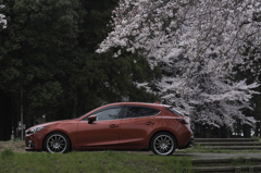 桜