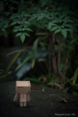 ダンボークエスト