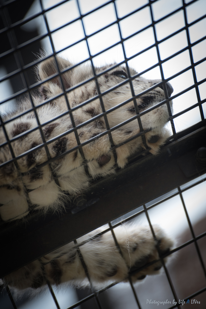 旭山動物園へ