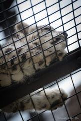 旭山動物園へ