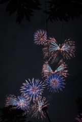 空に咲く花の下で