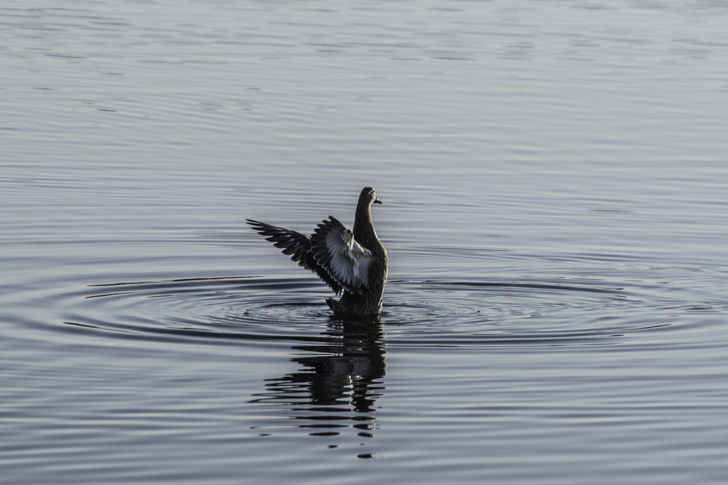白鳥探し