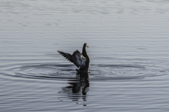 白鳥探し