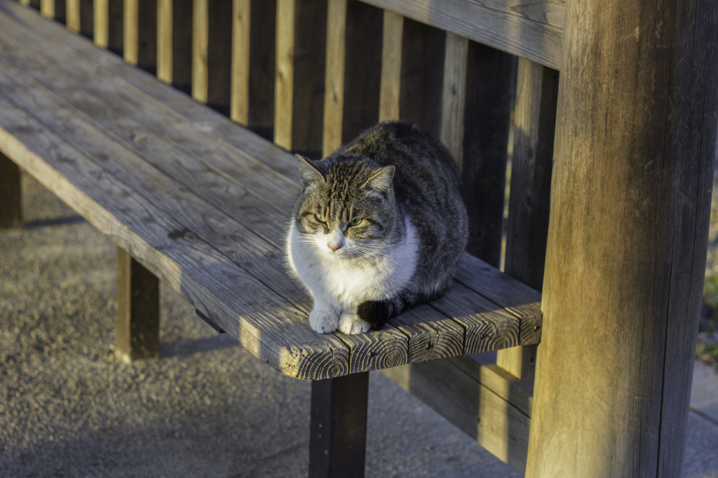 猫