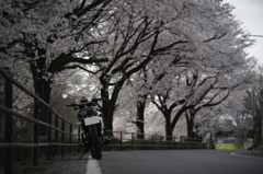 桜をもとめて