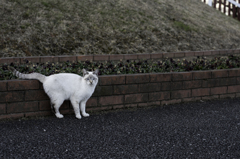 風車と猫