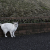 風車と猫