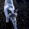 風車と猫