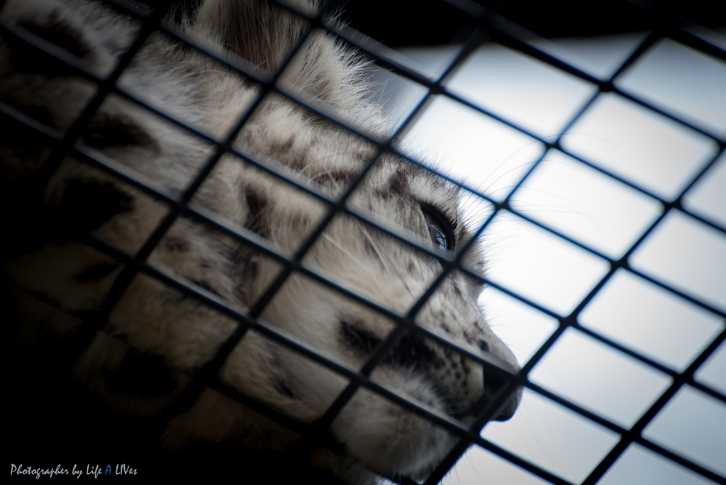 旭山動物園へ