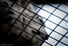 旭山動物園へ
