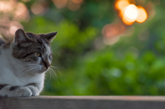 公園と猫