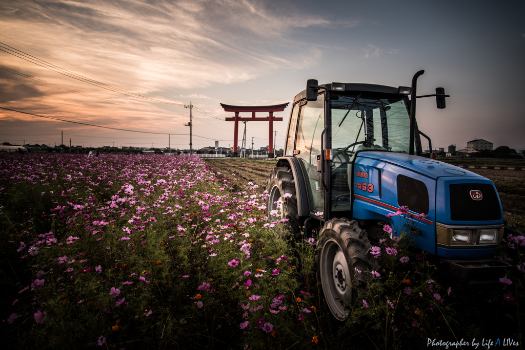 秋桜の咲く中で
